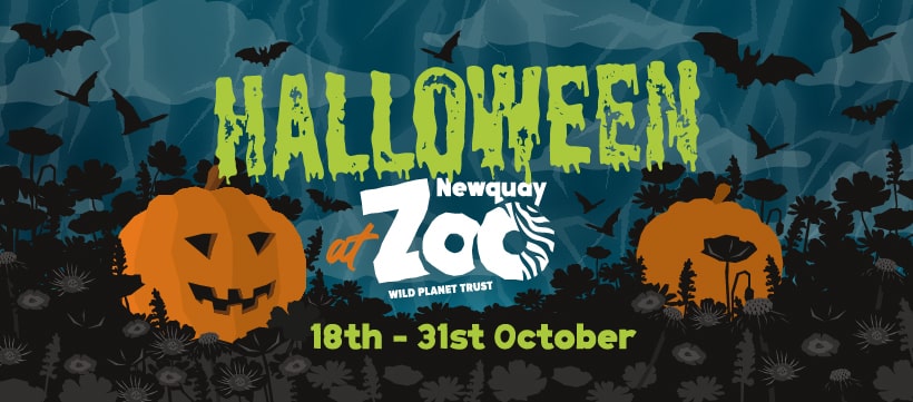 Halloween at Newquay Zoo