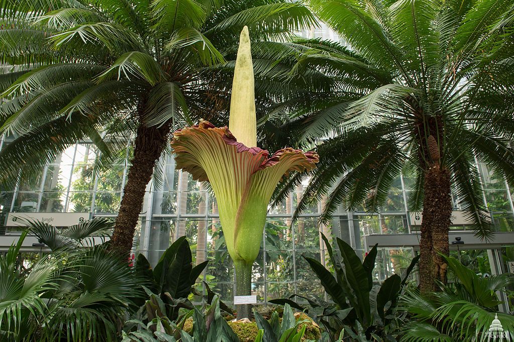 The world's smelliest flower is blooming in Cornwall Tencreek
