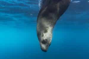 A seal diving 