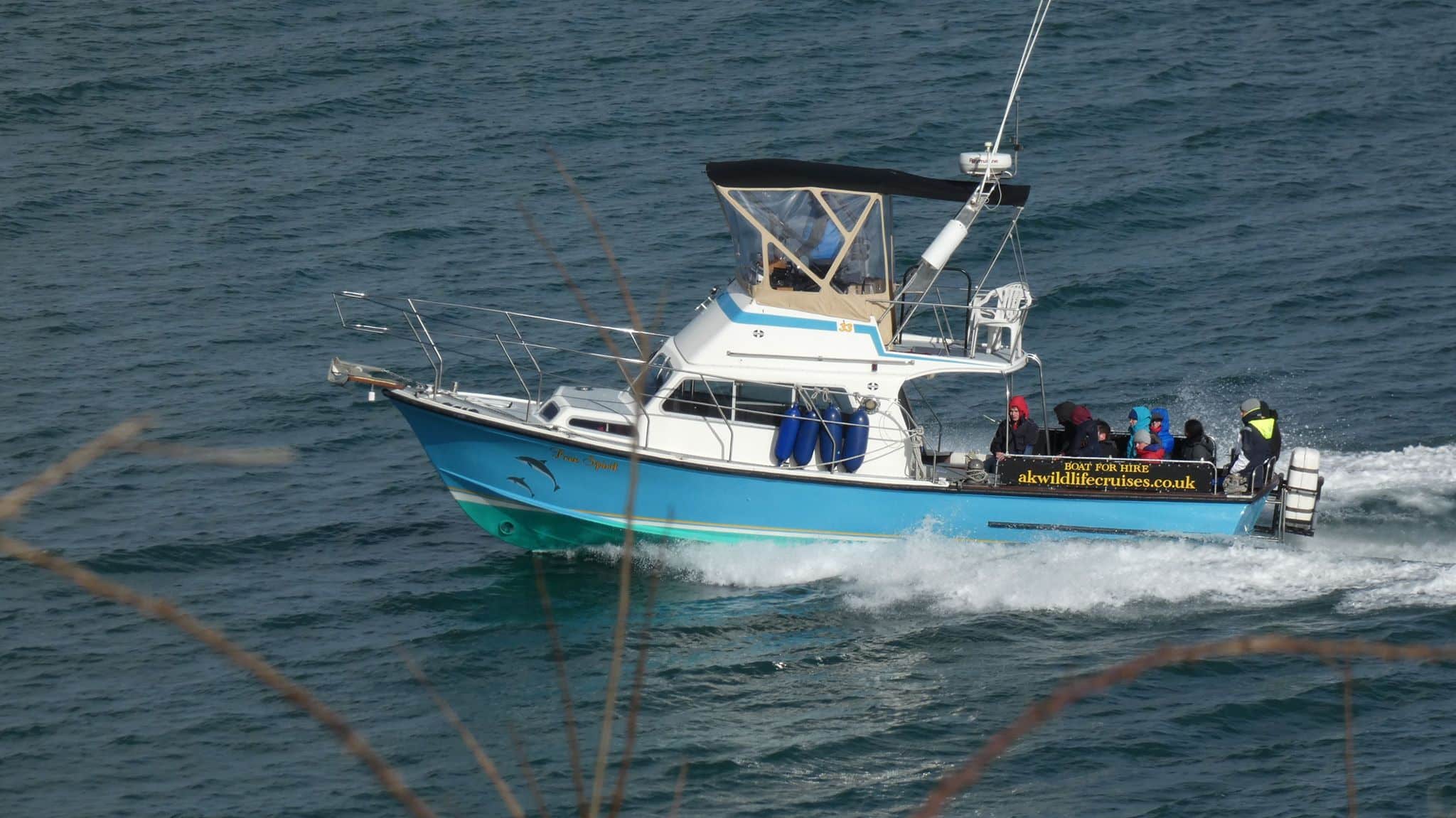 wildlife boat trips in cornwall