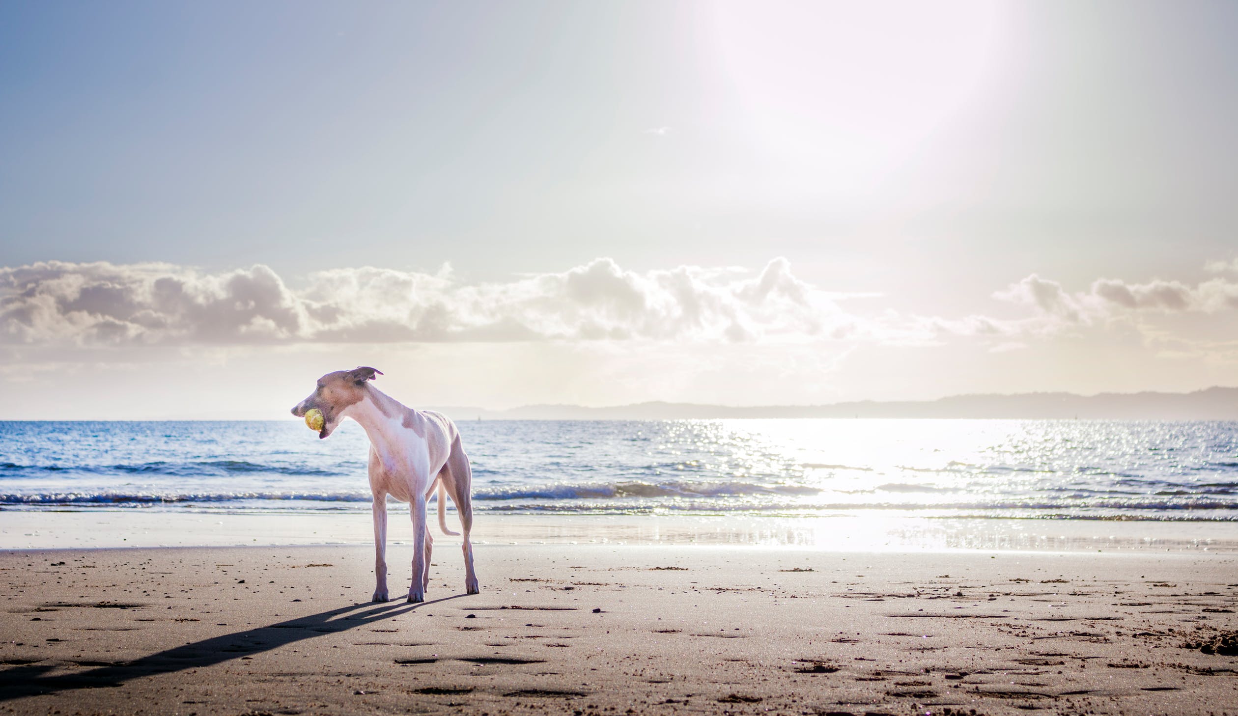 Fun Things to Do with Your Dog in Cornwall | Tencreek