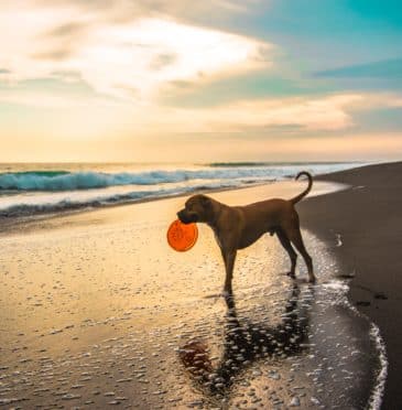 Tencreek’s Guide to Dog Friendly Beaches in Southeast Cornwall