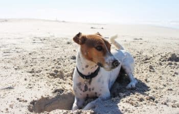 Dog-friendly attractions in Cornwall