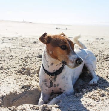 Dog-friendly attractions in Cornwall