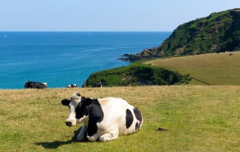 Cows on a cliff in Cornwall