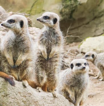 Wildlife Attractions in Cornwall