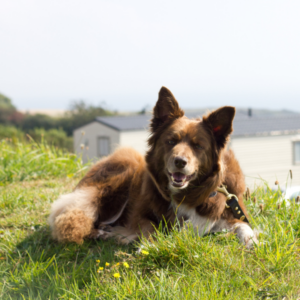 Dog Friendly Holiday Park